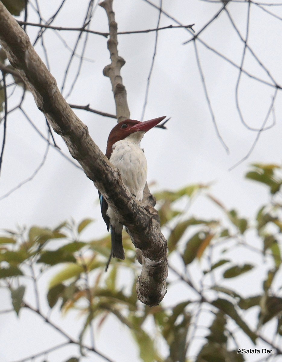 Chocolate-backed Kingfisher - Fanis Theofanopoulos (ASalafa Deri)