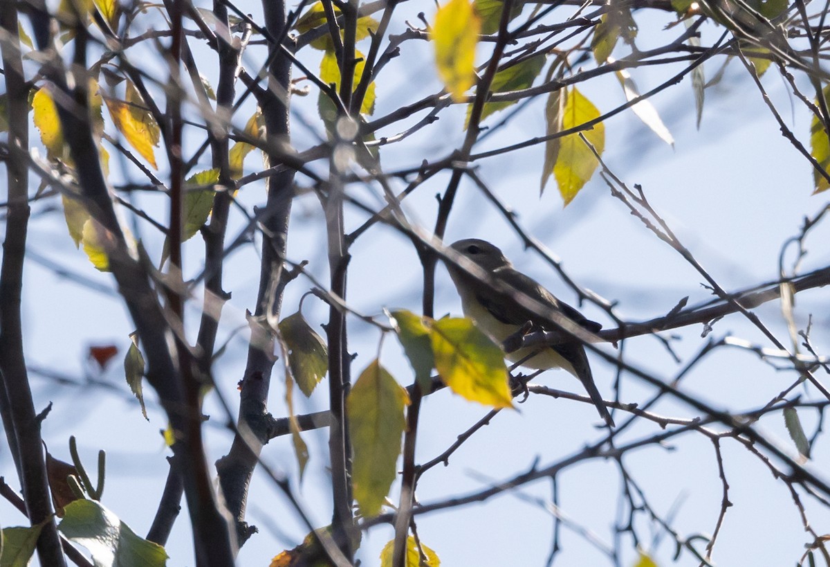 Ötücü Vireo (gilvus) - ML609981954