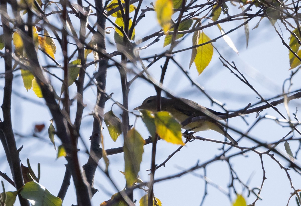 Warbling Vireo (Eastern) - ML609981955