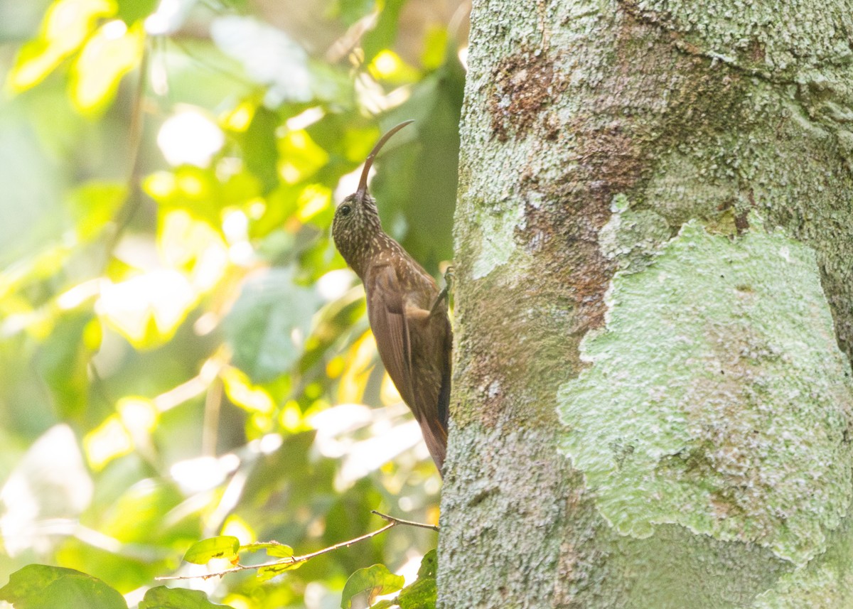 Tapajos Scythebill (Rondonia) - Silvia Faustino Linhares