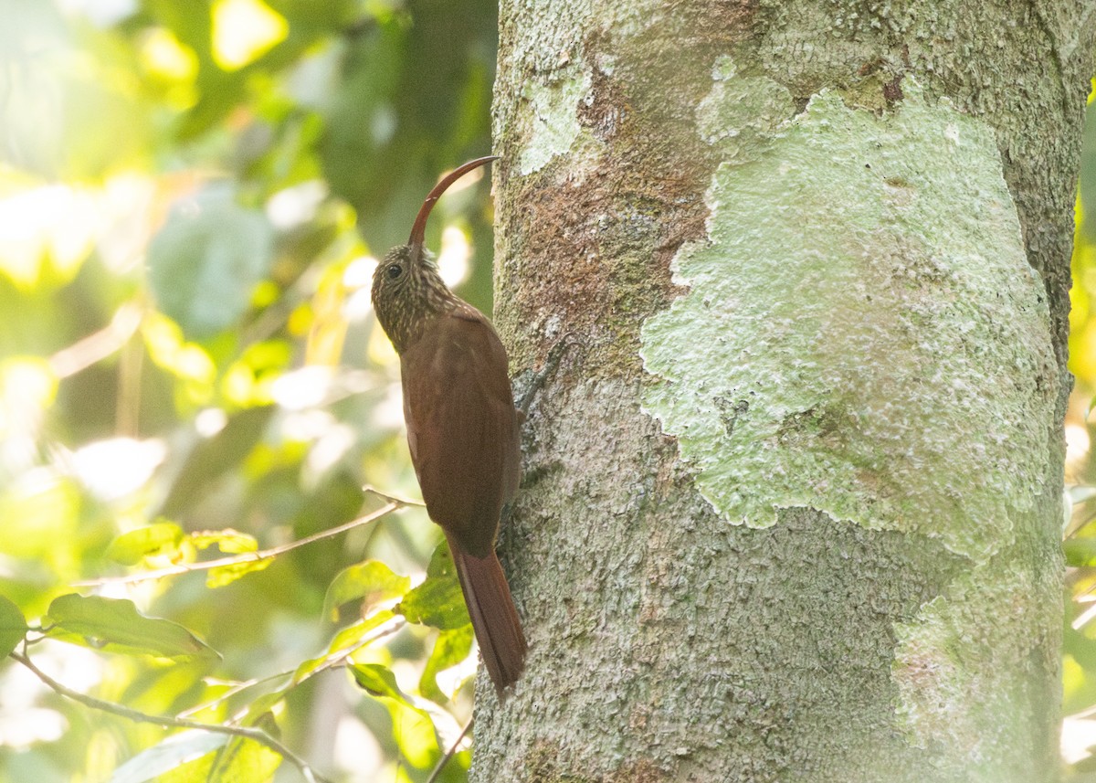 Tapajos Scythebill (Rondonia) - Silvia Faustino Linhares