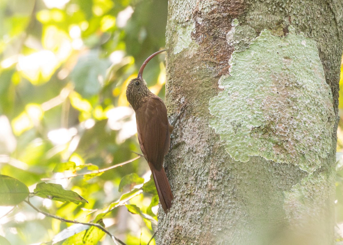 Tapajos Scythebill (Rondonia) - ML609981994