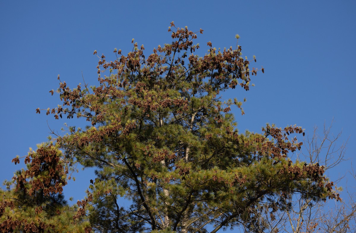 vlhovec červenokřídlý [skupina phoeniceus] - ML609982013