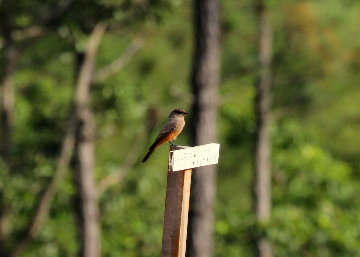 Say's Phoebe - ML609982057