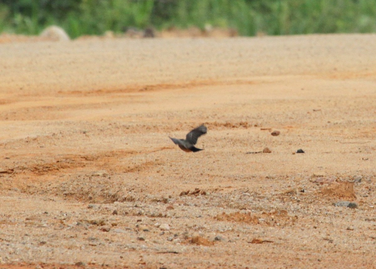 Say's Phoebe - ML609982058