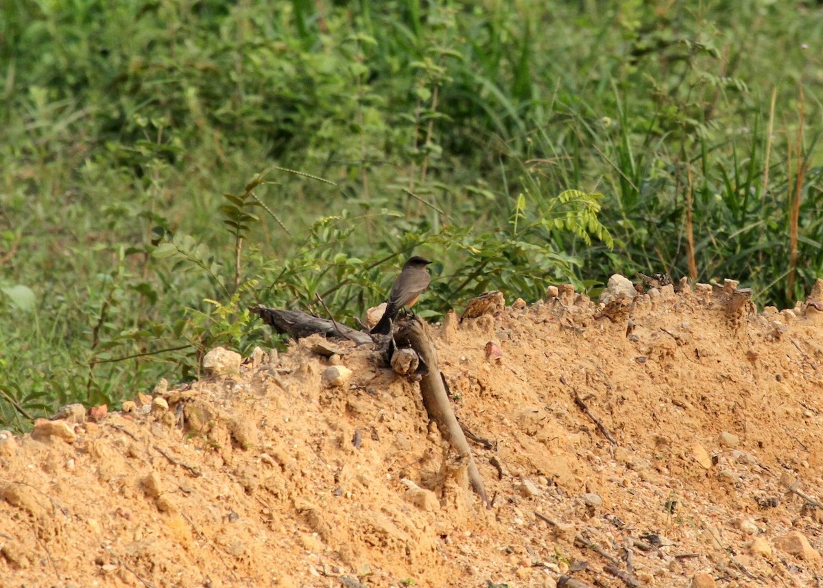 Say's Phoebe - ML609982059