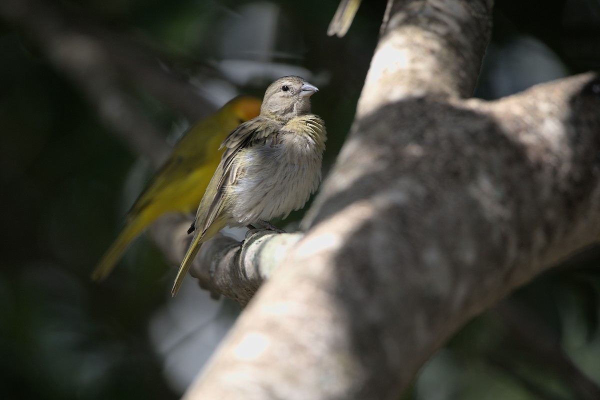 Saffron Finch - ML609982089
