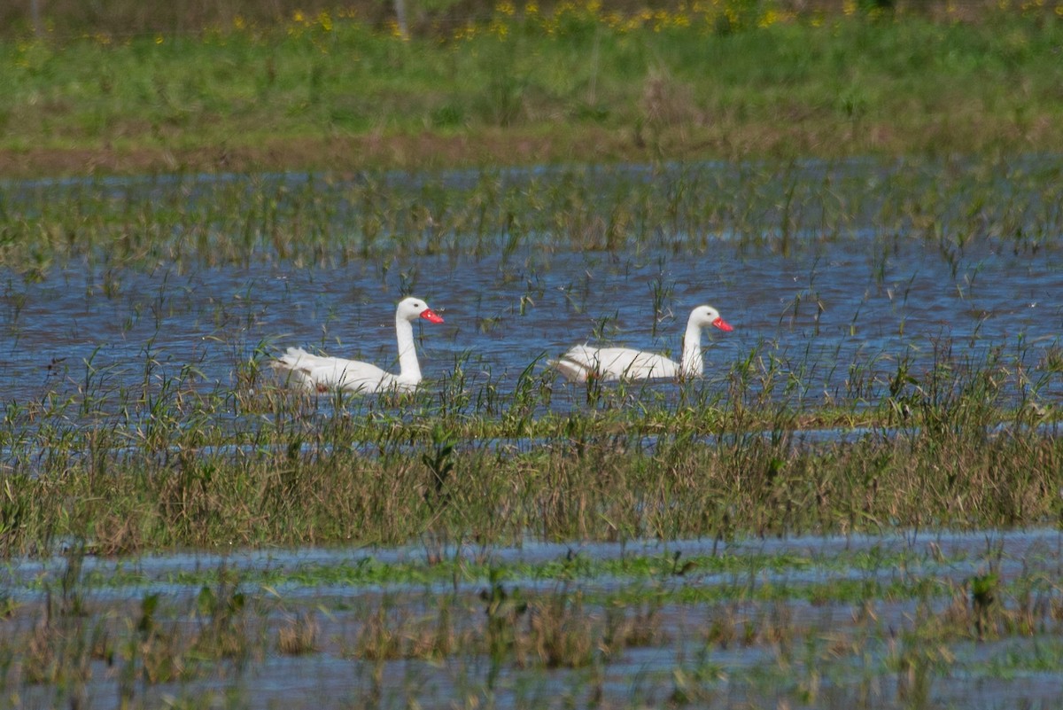 Coscoroba Swan - Roberto Dall Agnol