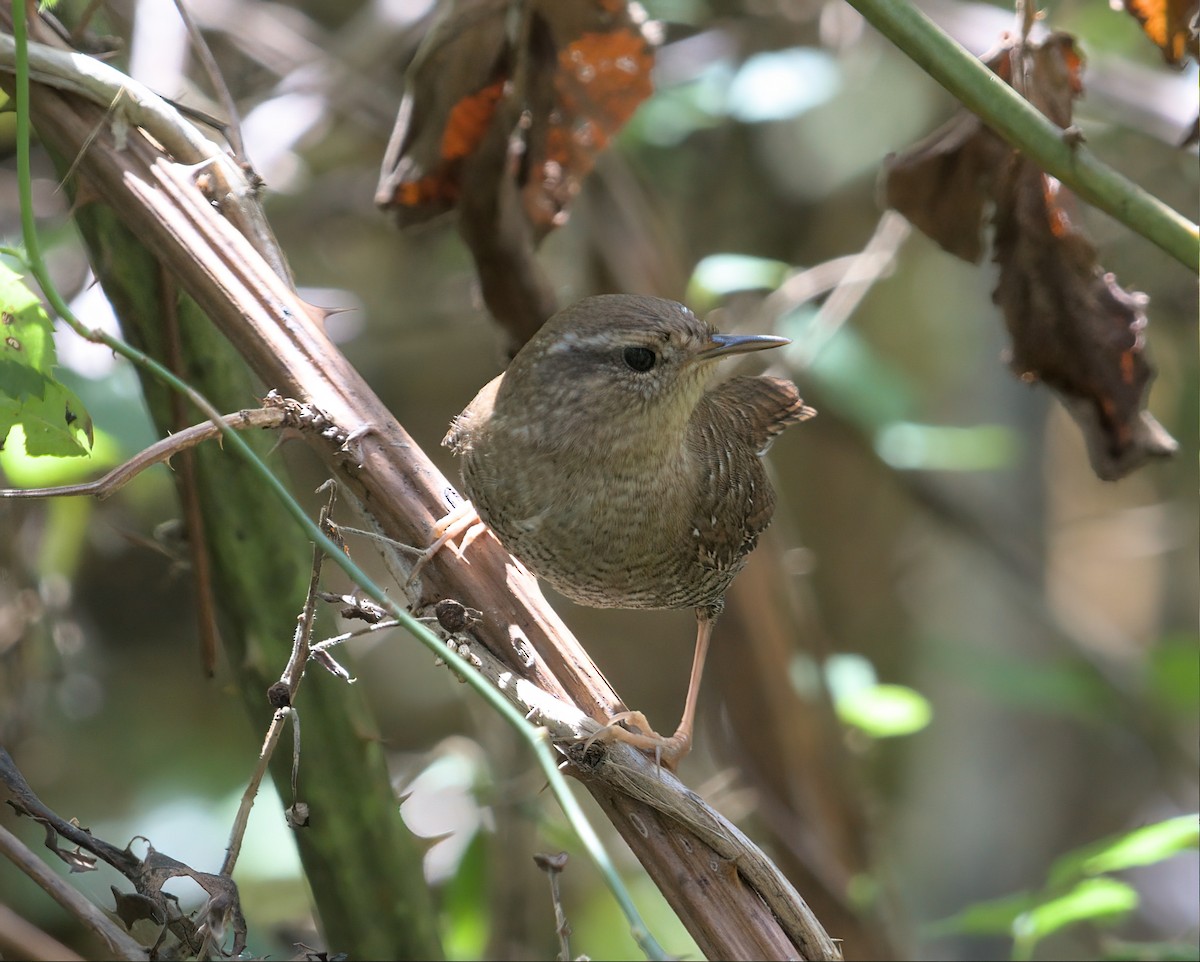 Winter Wren - ML609982149