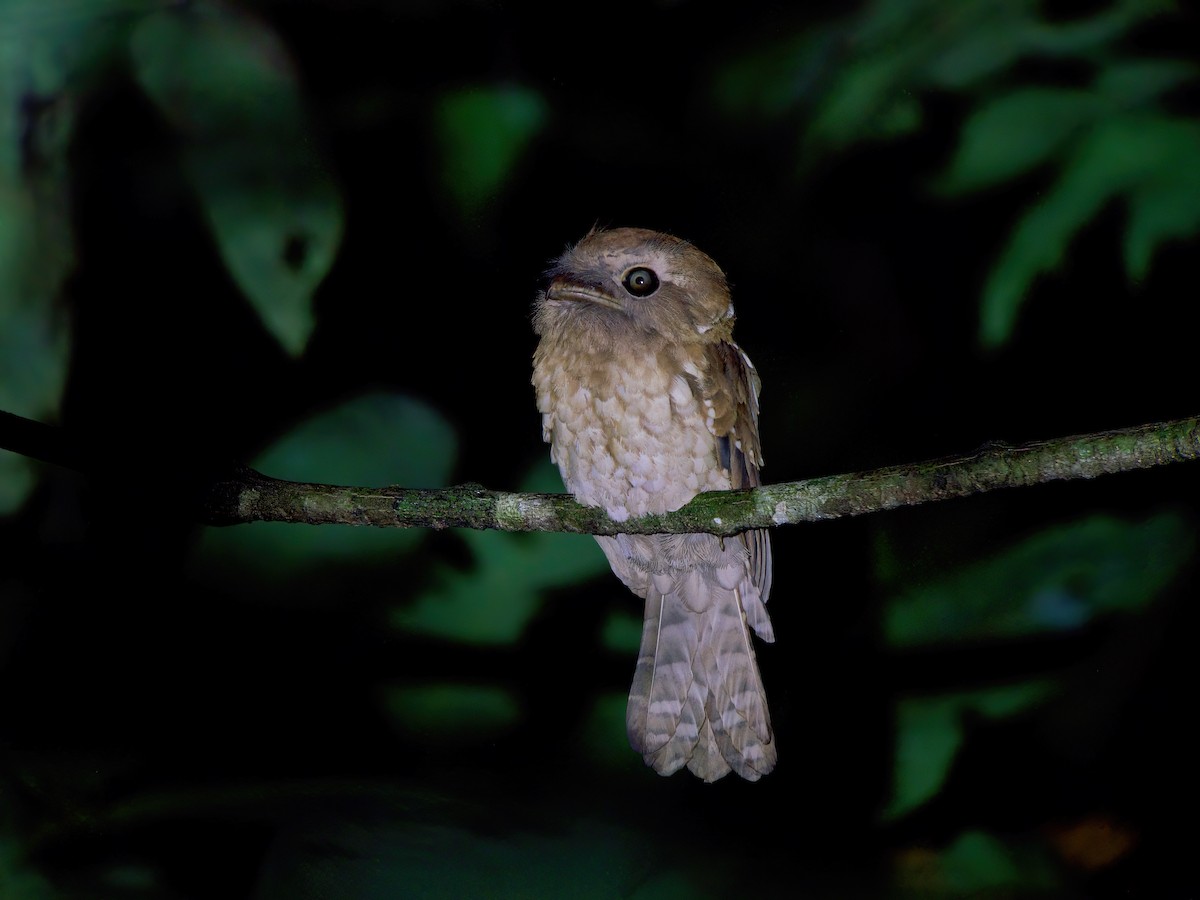 Gould's Frogmouth - ML609982160