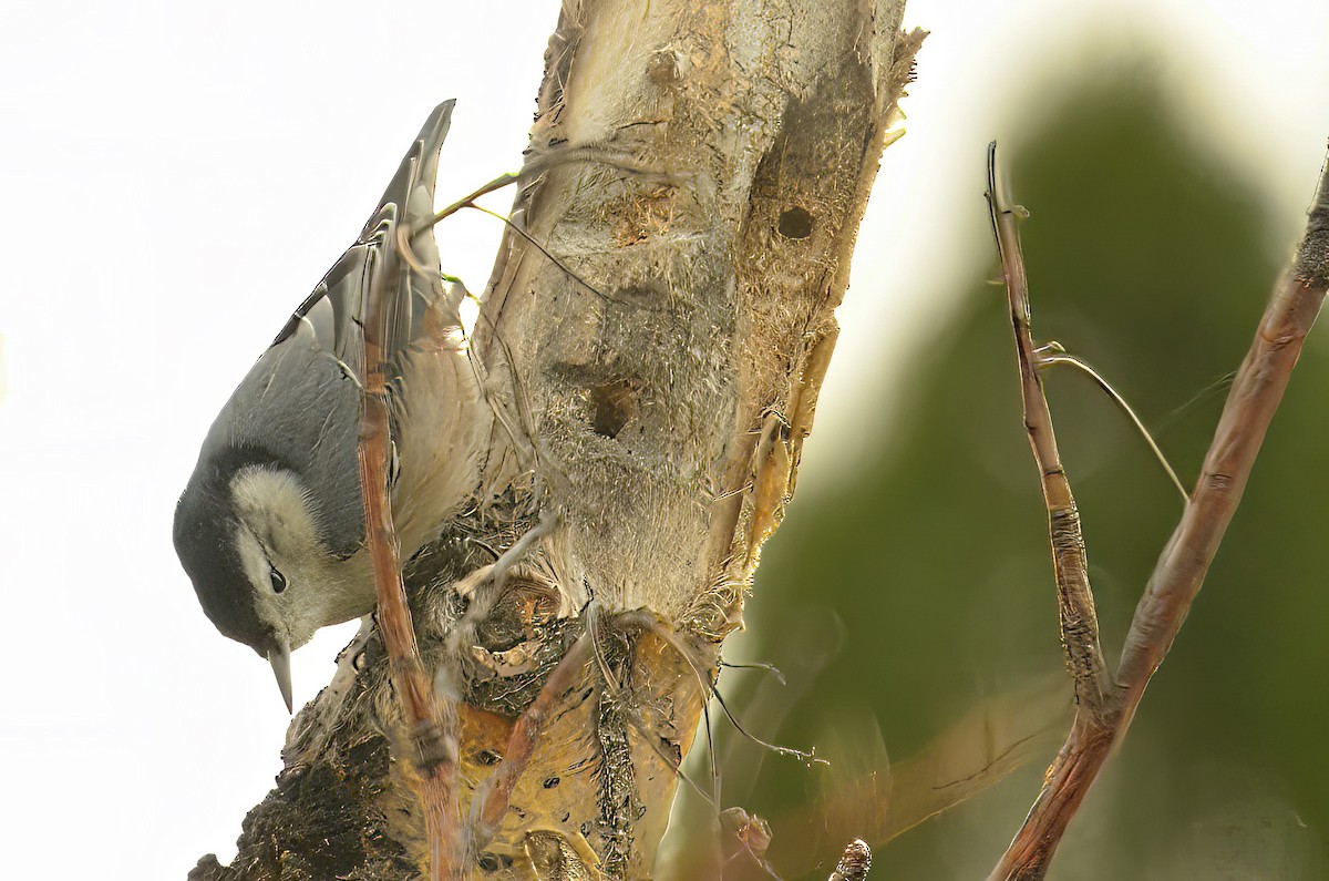White-breasted Nuthatch - ML609982184