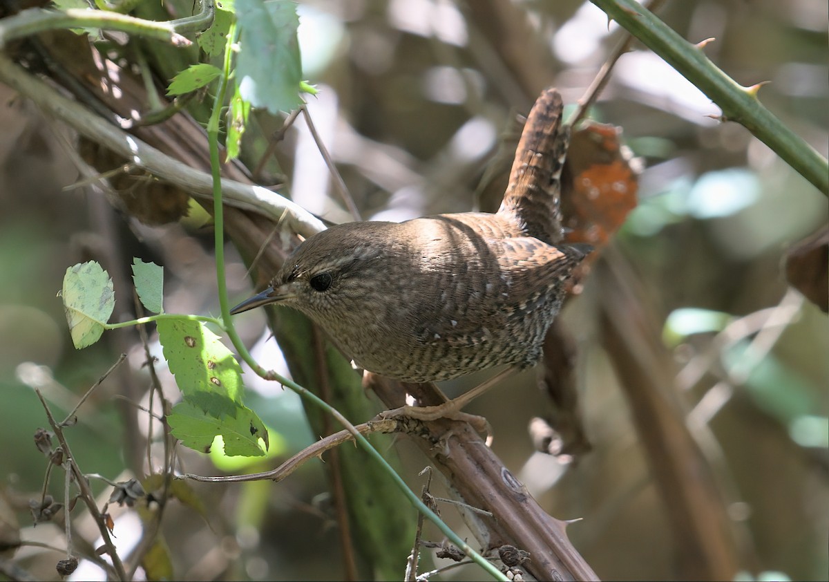 Winter Wren - ML609982195