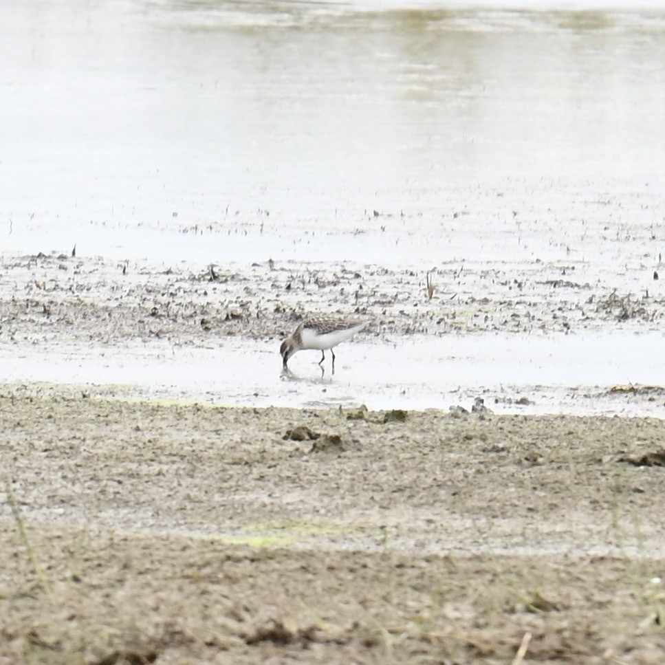 Semipalmated Sandpiper - ML609982349