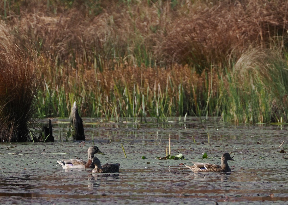 Mallard - ML609982422