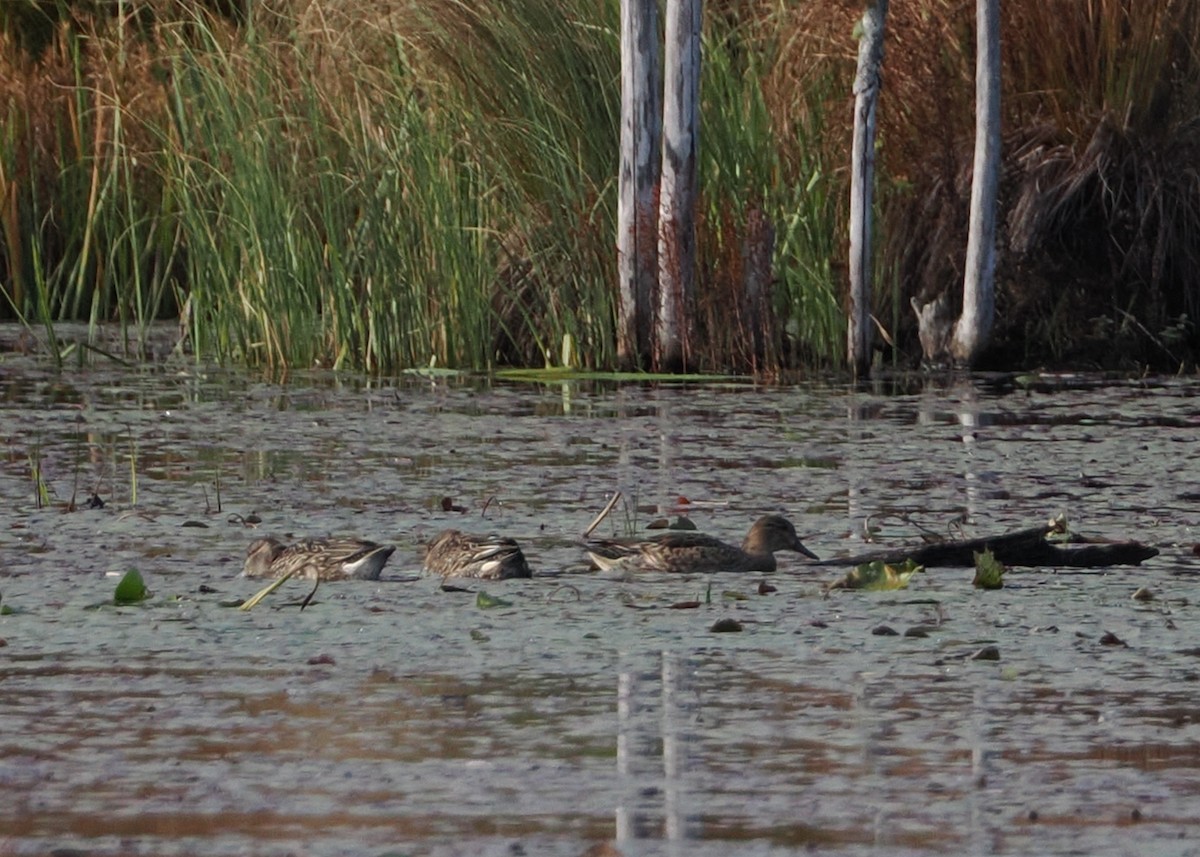 Green-winged Teal - ML609982441