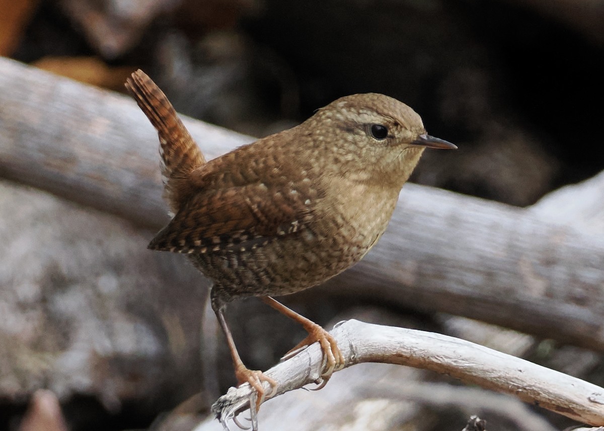 Winter Wren - ML609982448