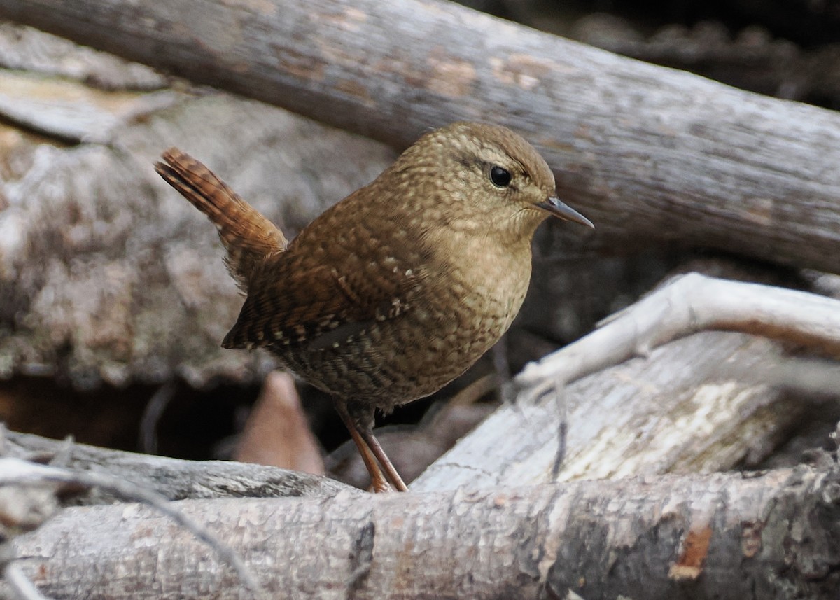 Winter Wren - ML609982449