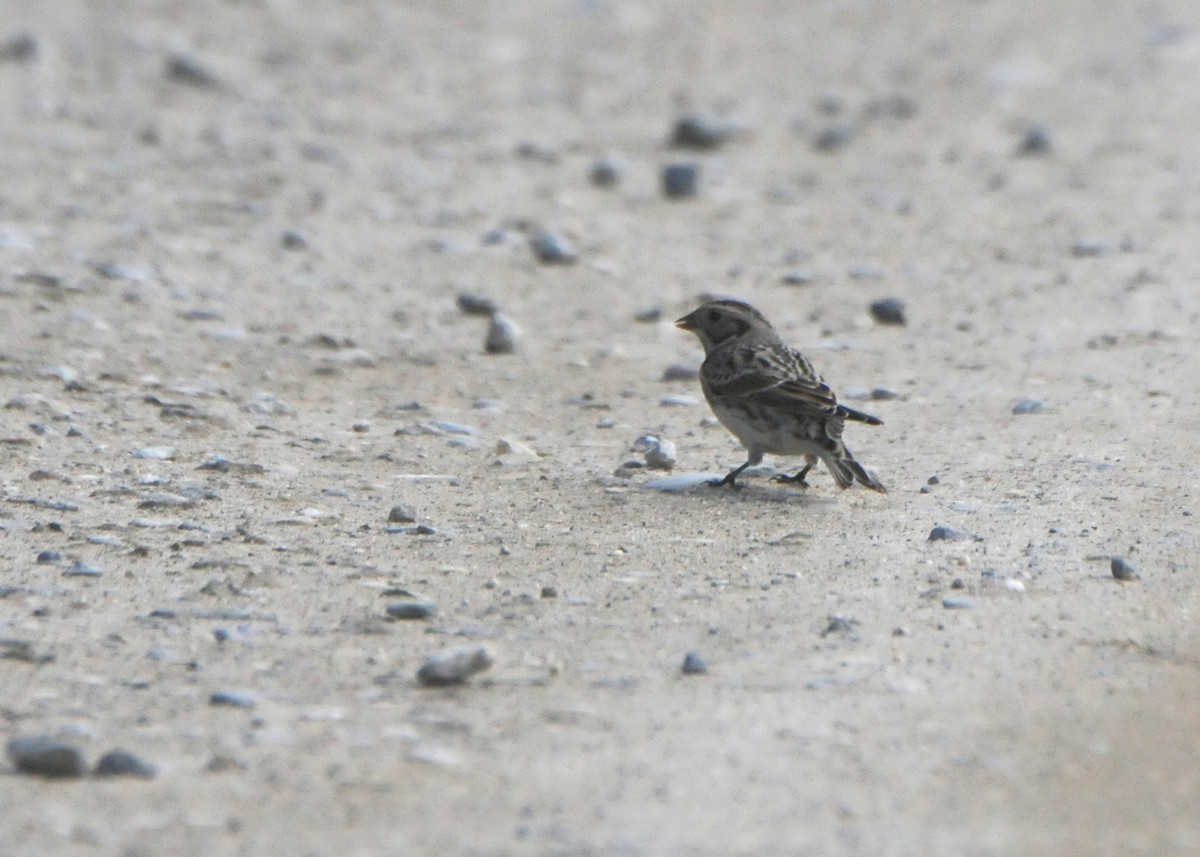 Lapland Longspur - ML609982452