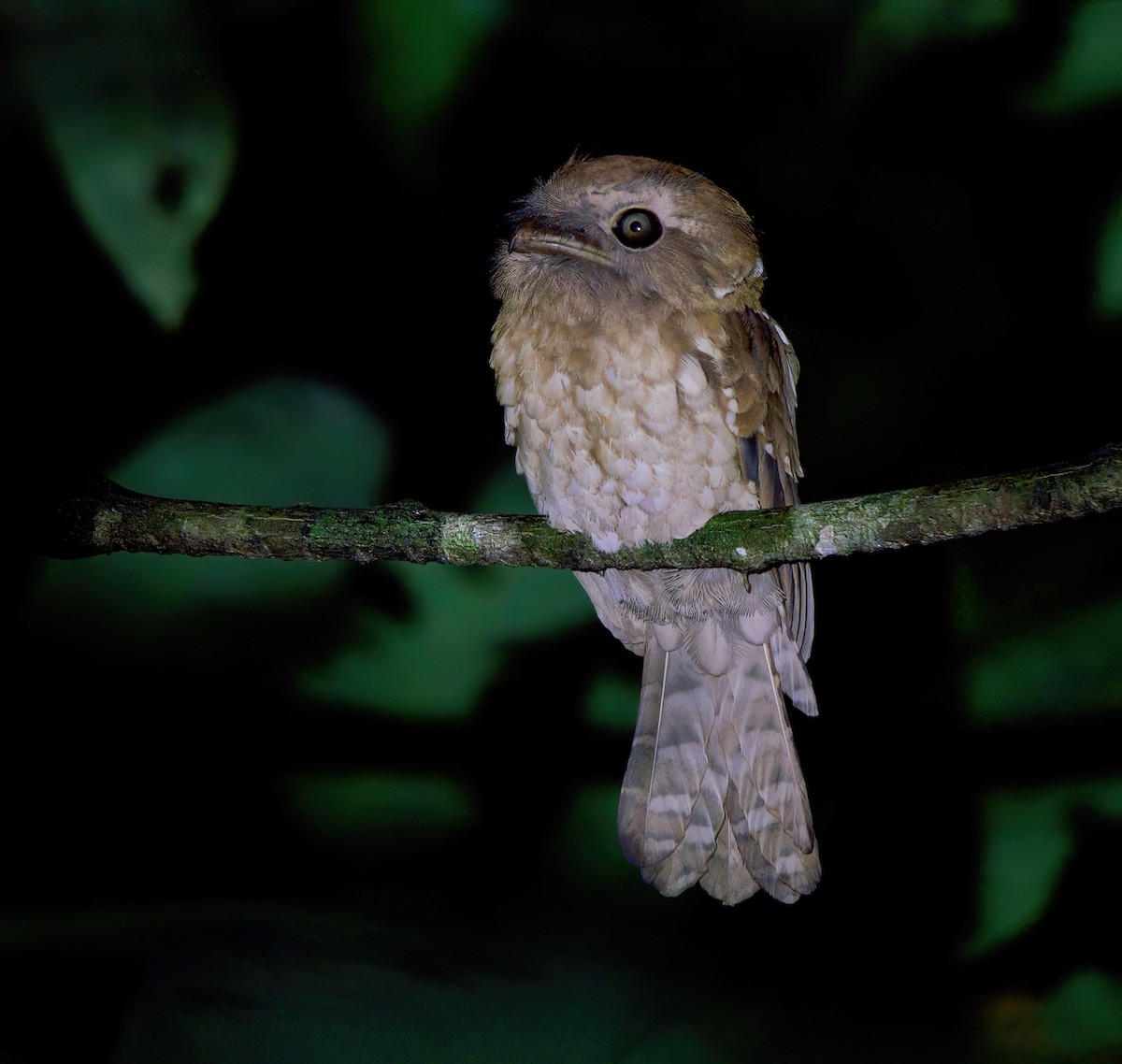Gould's Frogmouth - ML609982460