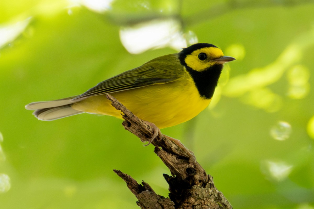 Hooded Warbler - James Davis