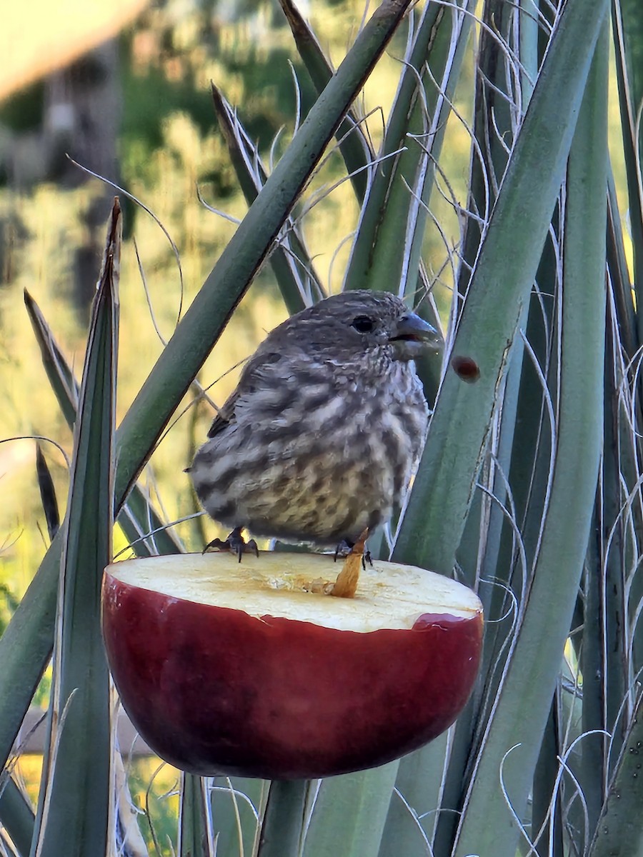 House Finch - ML609982472