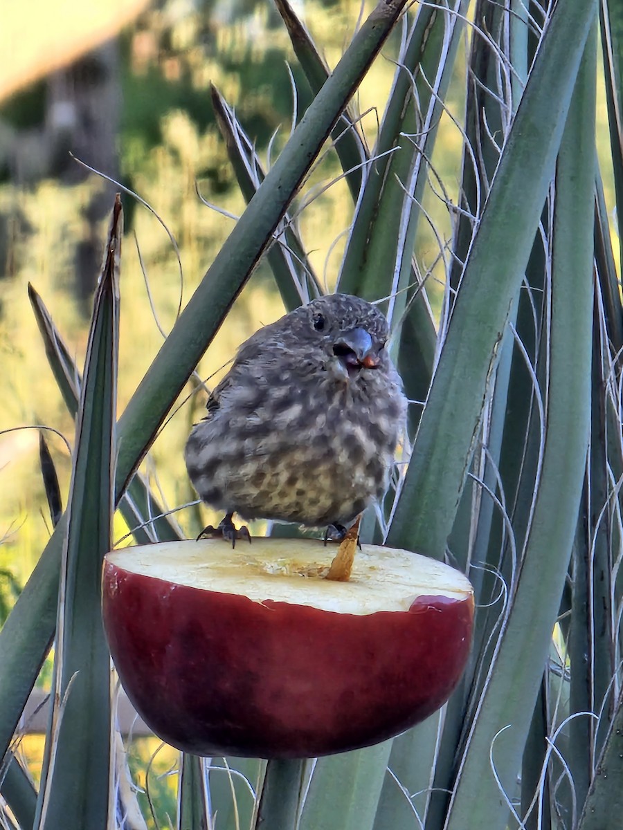 House Finch - ML609982473