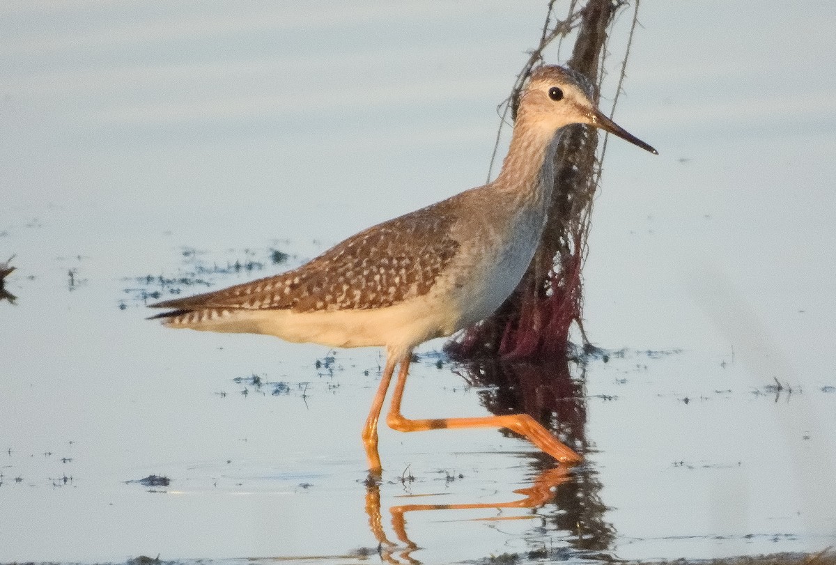 Lesser Yellowlegs - Miguel Martín Jiménez