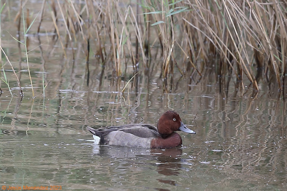 Common Pochard x Ferruginous Duck (hybrid) - ML609982661