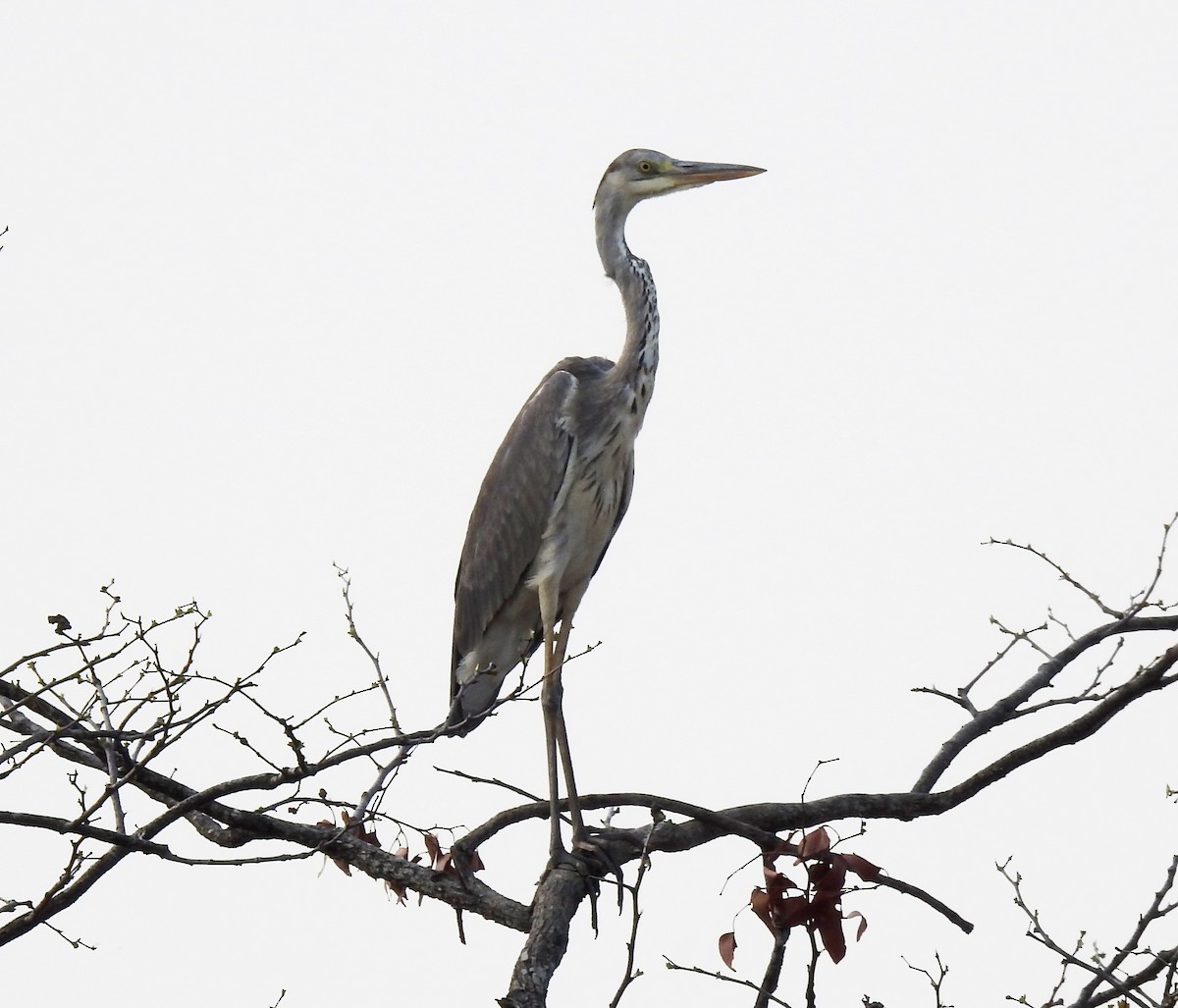 Gray Heron - ML609982682