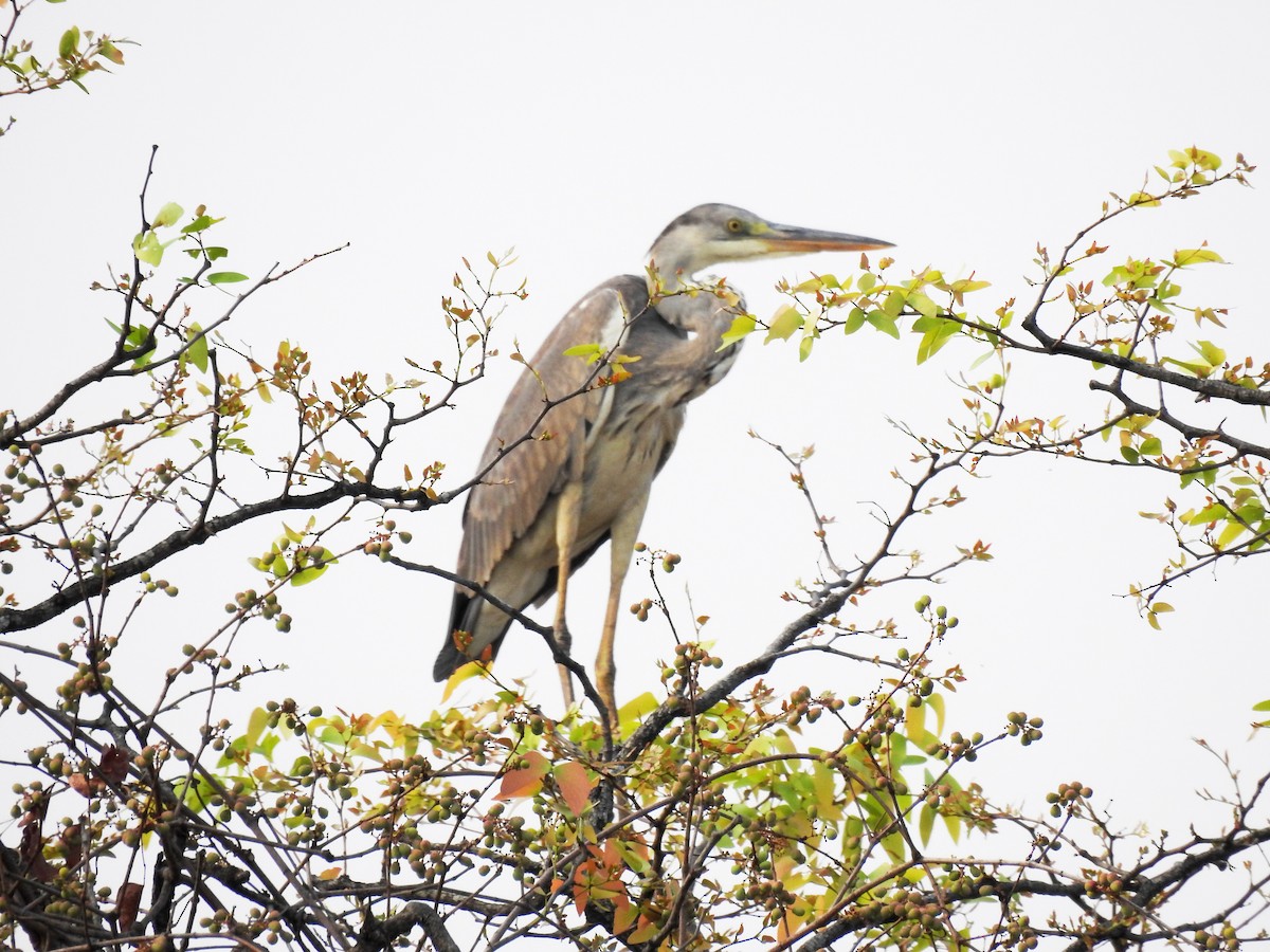 Gray Heron - ML609982684