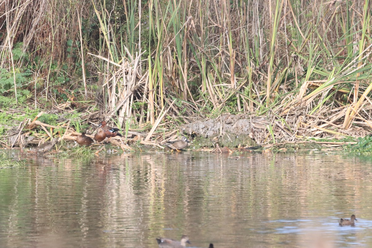 Blue-winged Teal - ML609982702