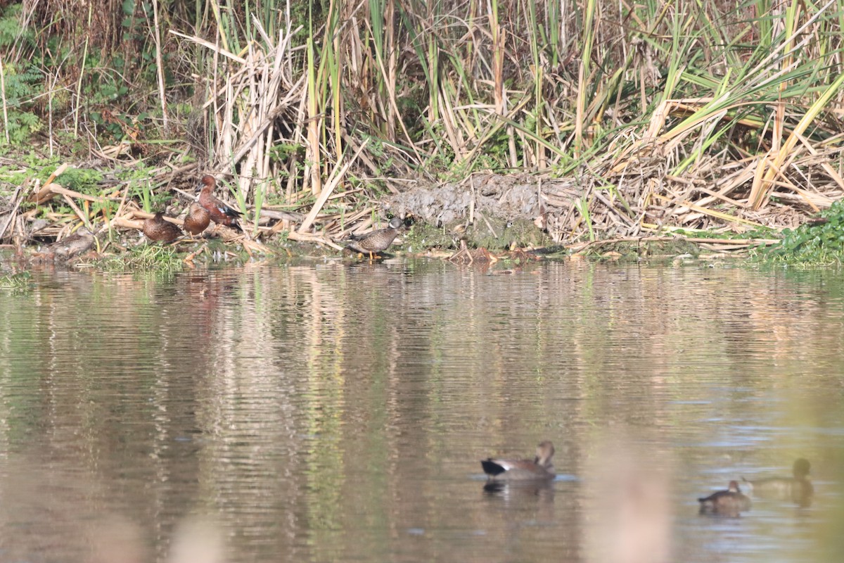 Blue-winged Teal - ML609982703