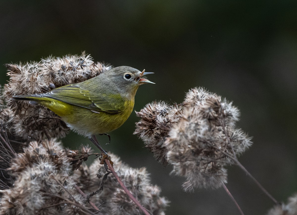 Nashville Warbler - Glen Miller