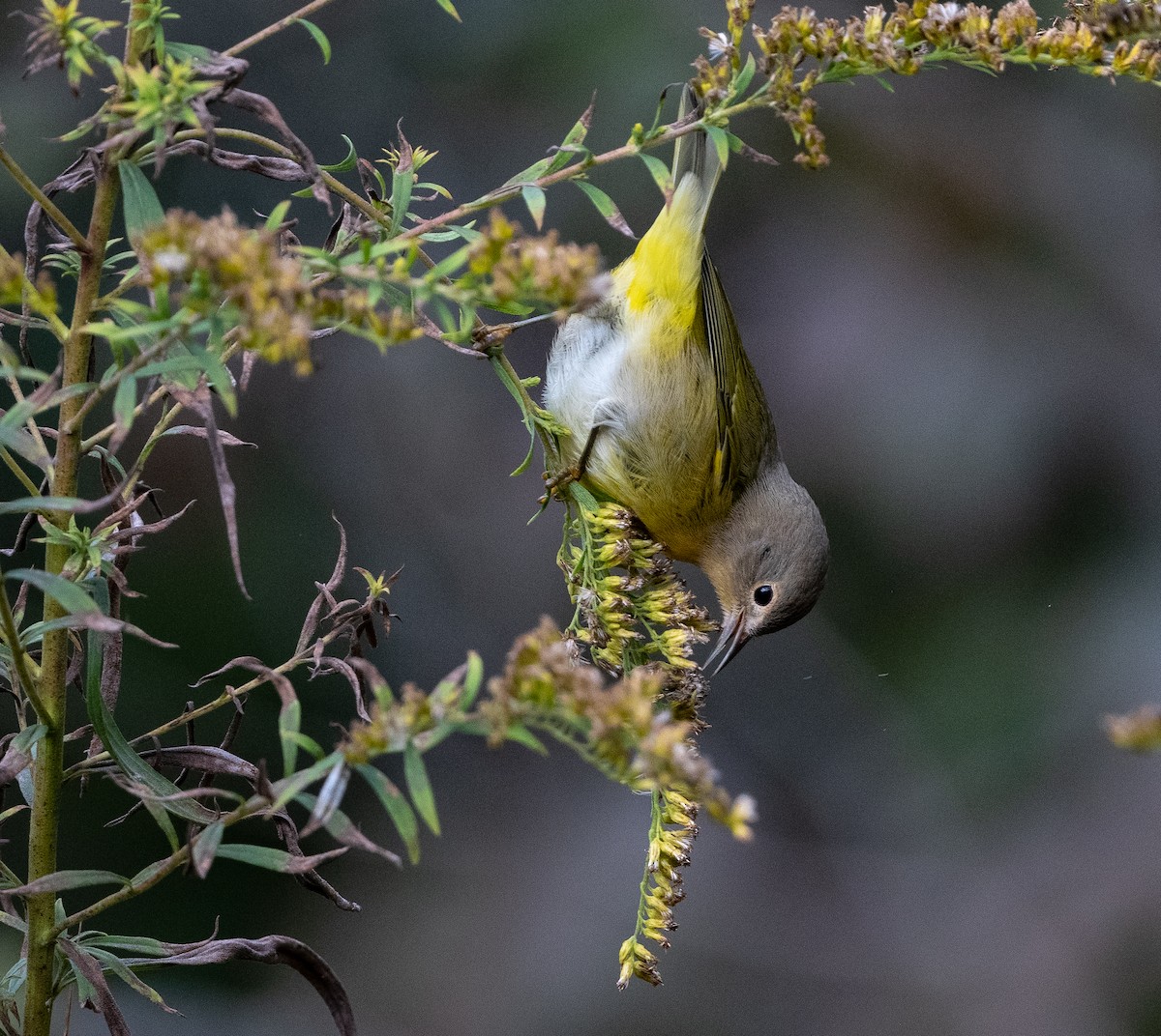 Nashville Warbler - ML609982715