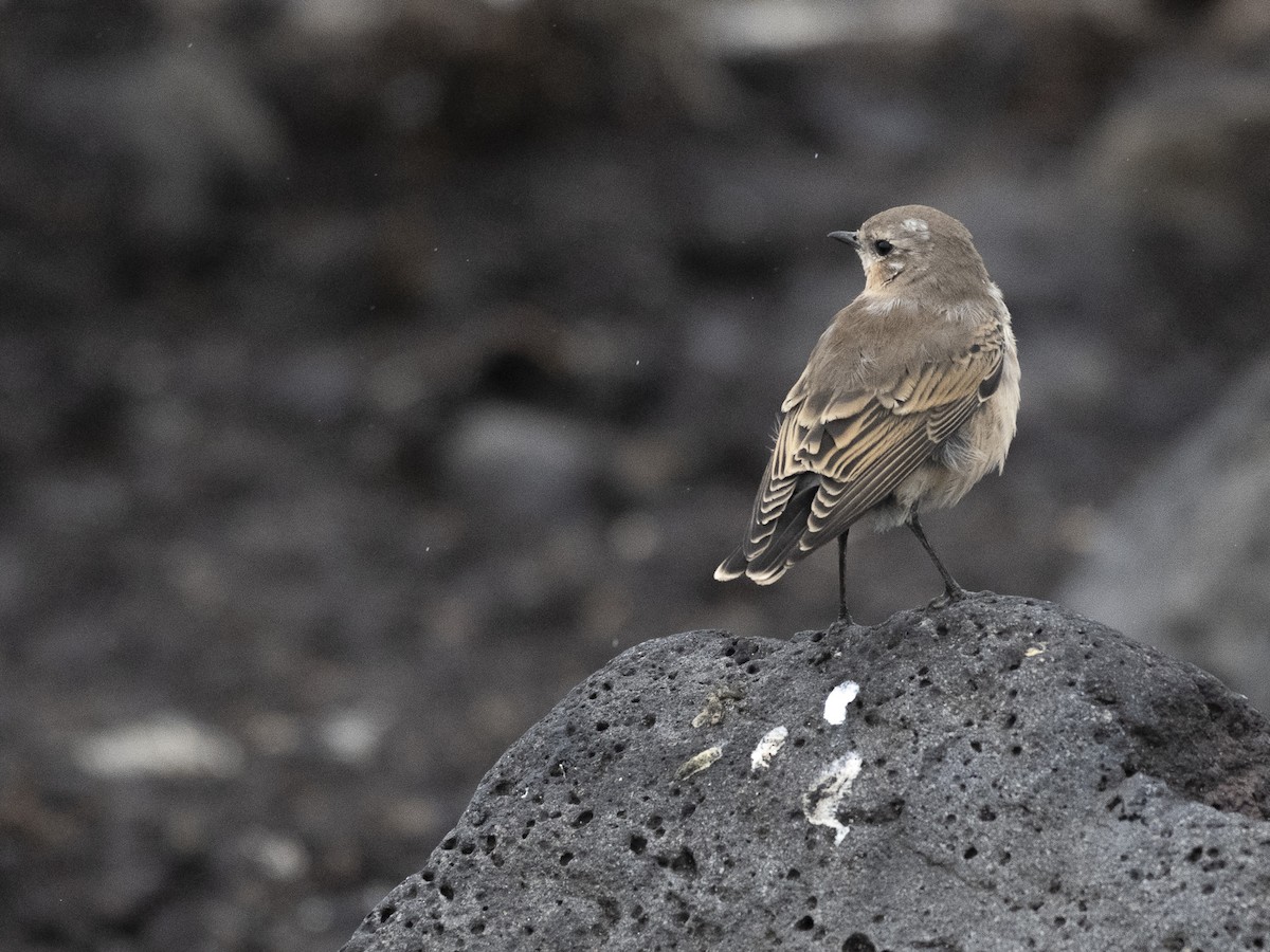 Northern Wheatear - ML609982720