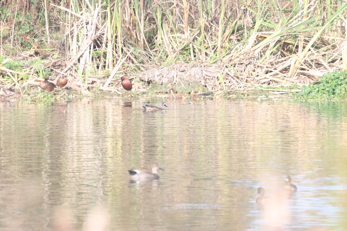 Blue-winged Teal - ML609982739