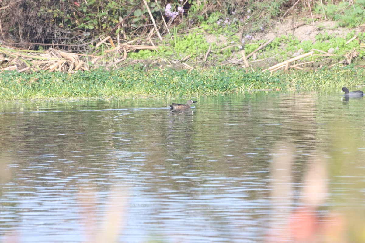 Blue-winged Teal - ML609982762