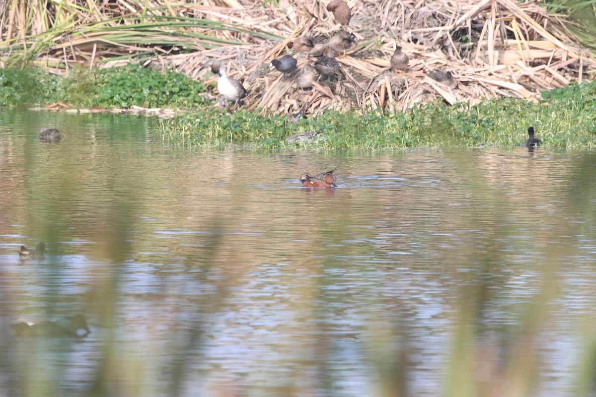 Cinnamon Teal - ML609982769