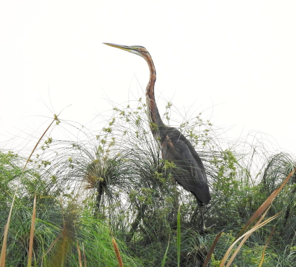 Purple Heron - Clare Mateke