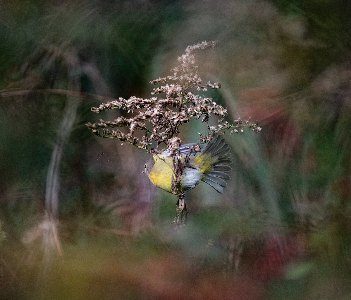 Nashville Warbler - Glen Miller