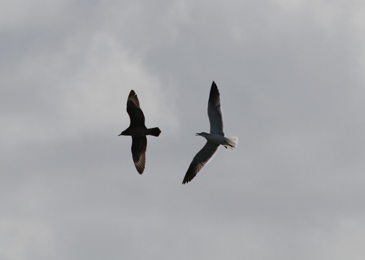 Parasitic Jaeger - ML609982831