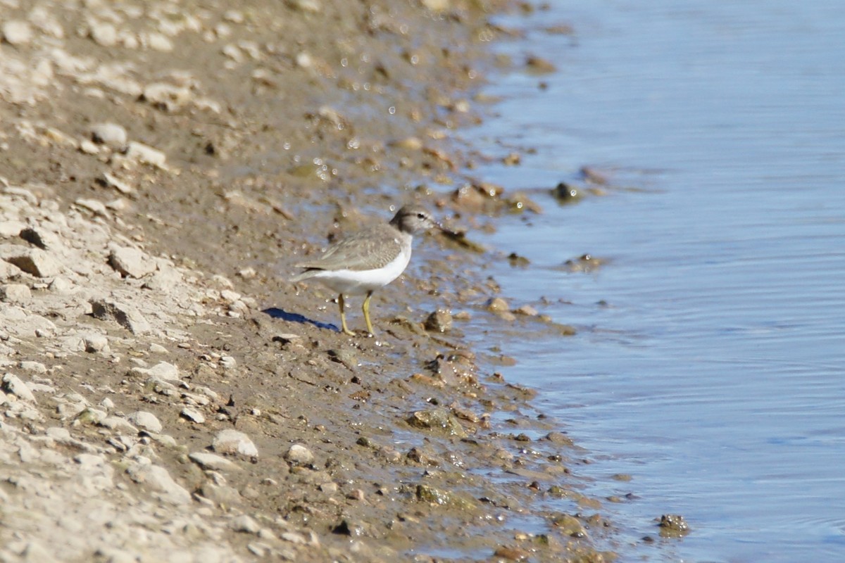 Spotted Sandpiper - ML609982933