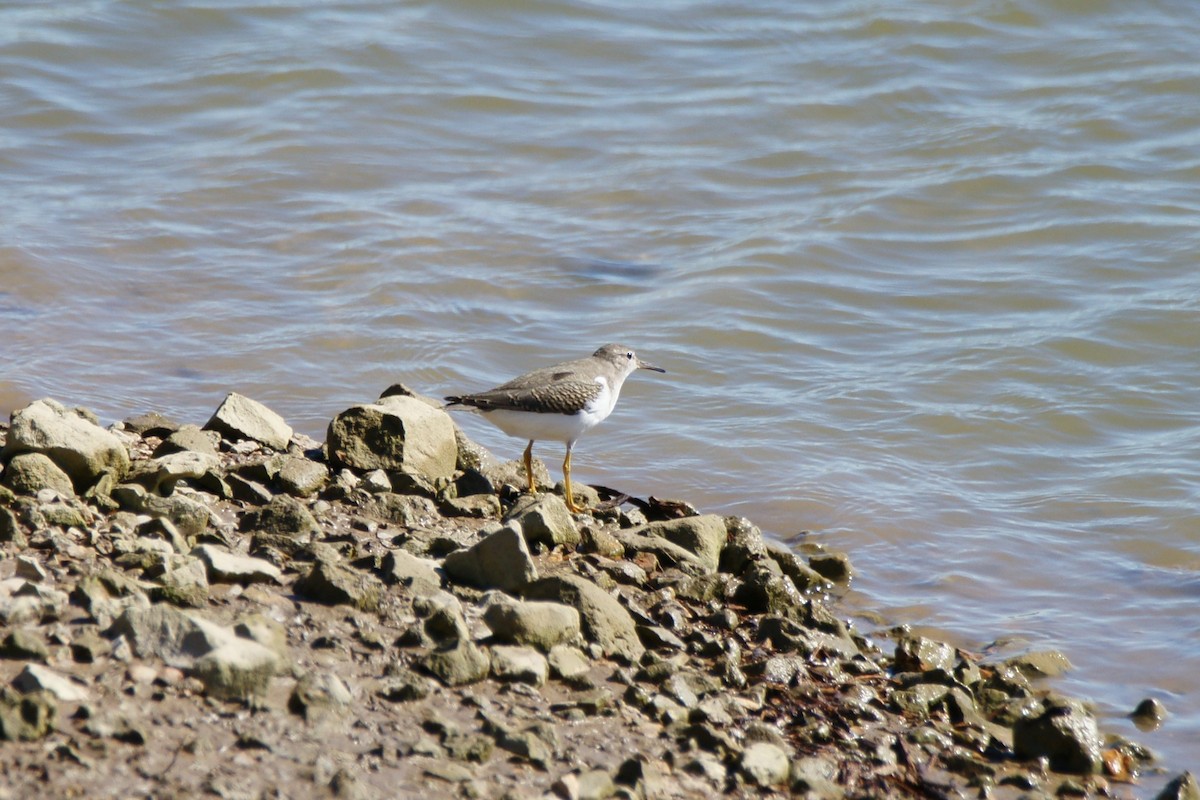 Spotted Sandpiper - ML609982934