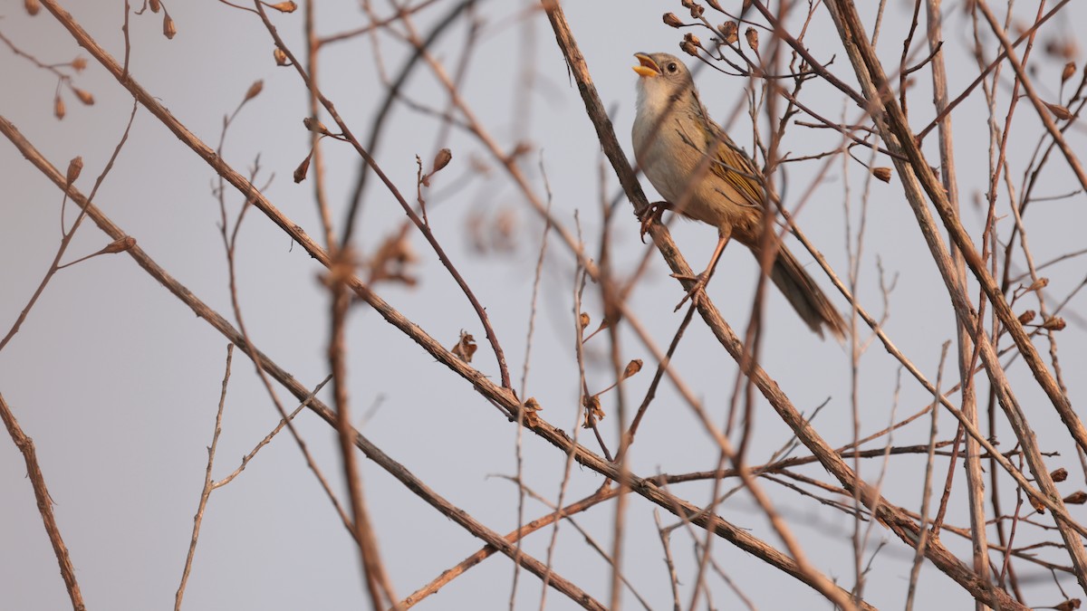 Wedge-tailed Grass-Finch - Bennett Hennessey