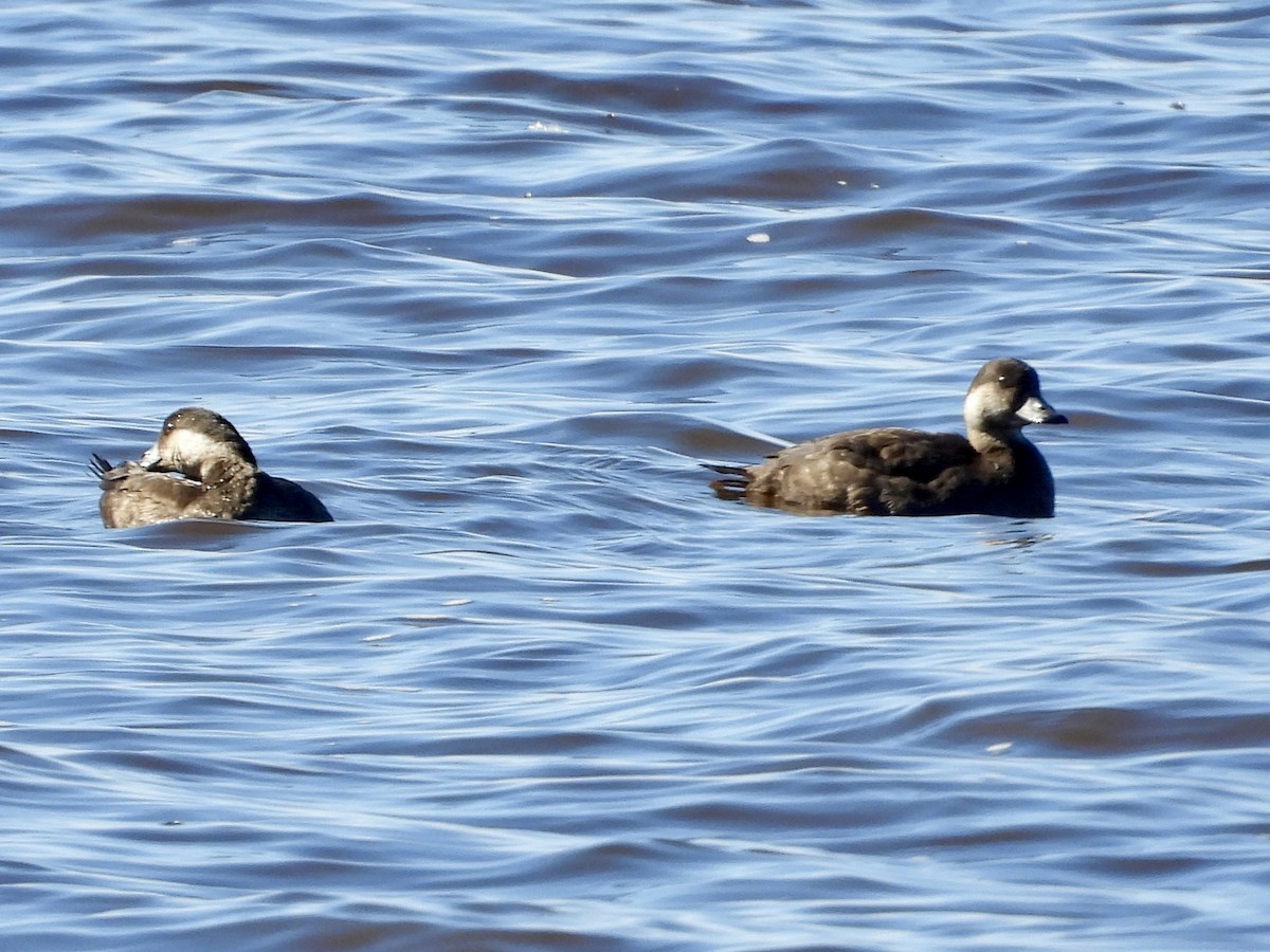 Black Scoter - ML609982973