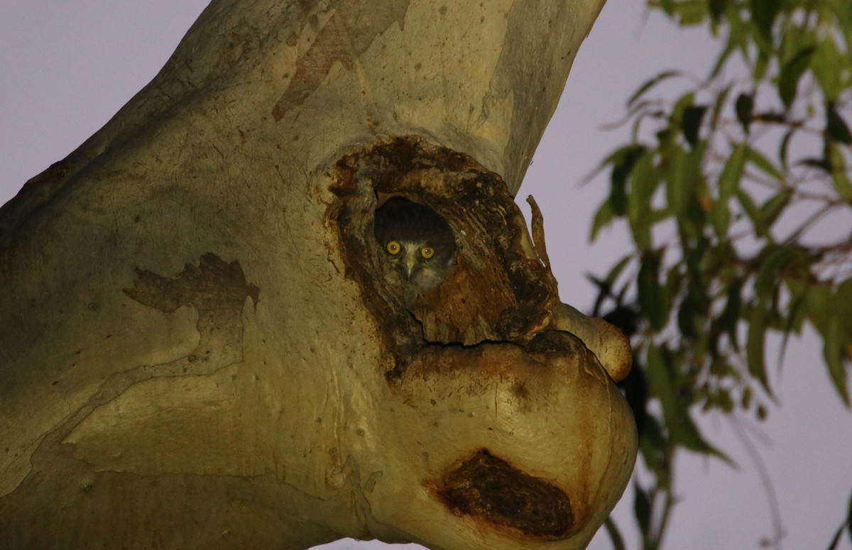 Сова-голконіг плямиста - ML609982984
