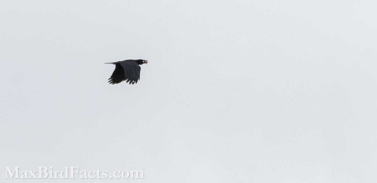 American Crow - ML609983073