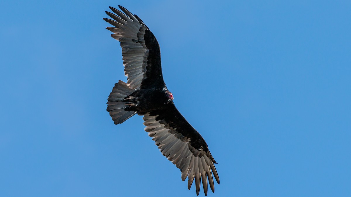 Turkey Vulture - ML609983097