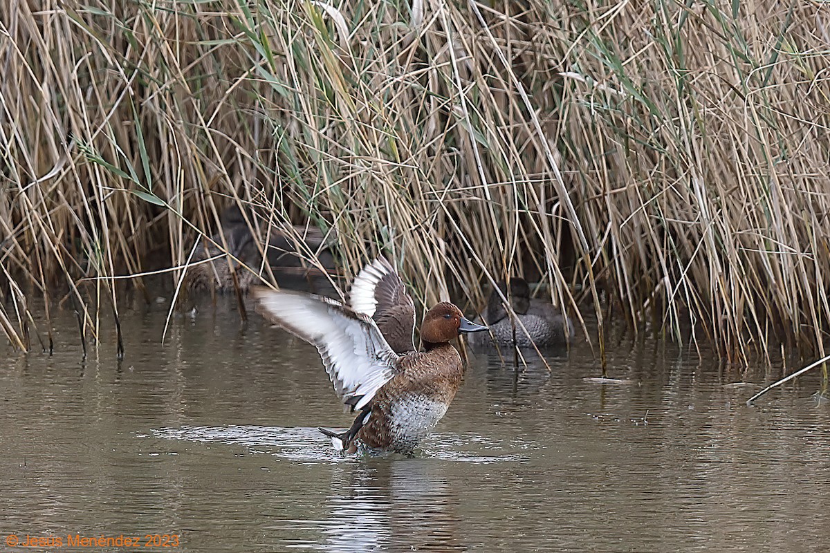 Ferruginous Duck - ML609983227