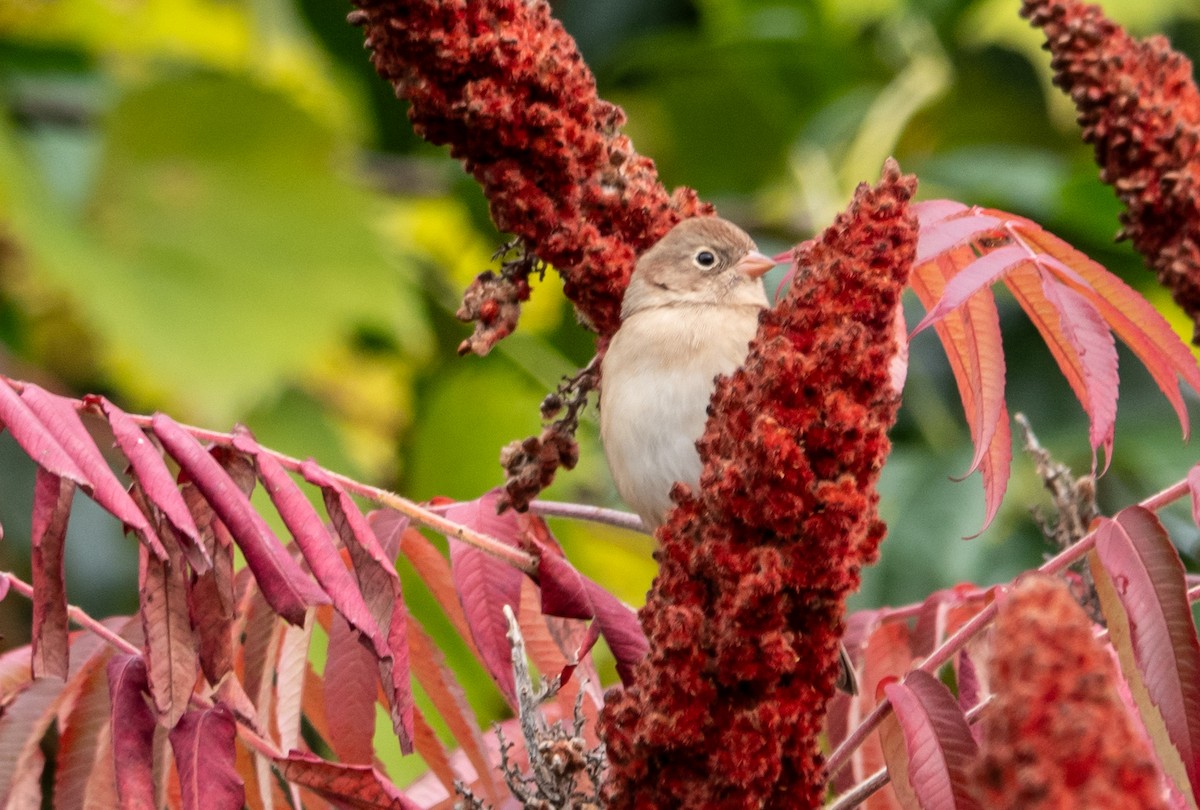 Field Sparrow - ML609983241